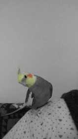 Lost Cockatiel