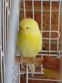 Lost Budgerigar