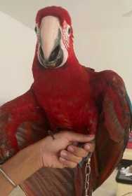 Lost Macaw