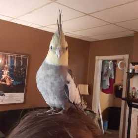 Lost Cockatiel