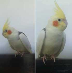 Lost Cockatiel