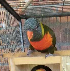 Lost Lory / Lorikeet