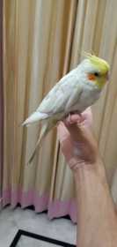 Lost Cockatiel