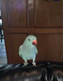 Lost Indian Ringneck Parakeet