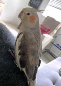 Lost Cockatiel