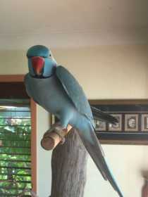 Lost Indian Ringneck Parakeet