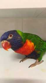 Lost Lory / Lorikeet