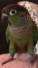 Lost Conure