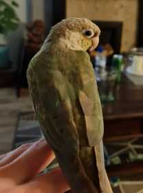 Lost Conure