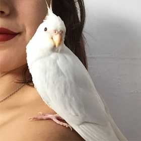 Lost Cockatiel