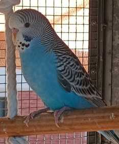 Lost Budgerigar