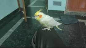 Lost Cockatiel