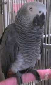 Lost African Grey