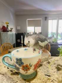 Lost Cockatiel