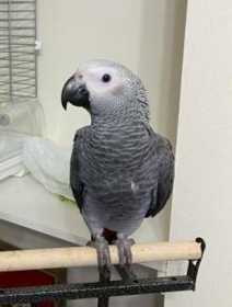Lost African Grey