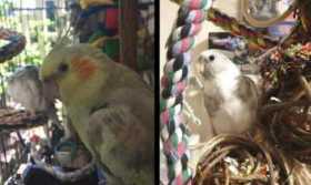 Lost Cockatiel