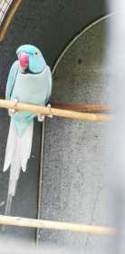 Lost Indian Ringneck Parakeet