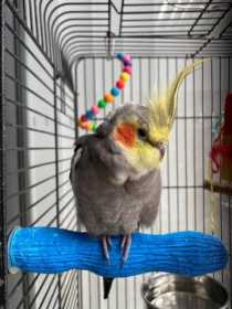 Lost Cockatiel