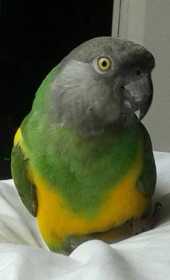 Lost Senegal