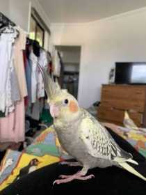 Lost Cockatiel