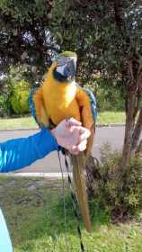 Lost Macaw