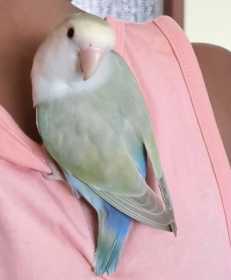 Lost Lovebird