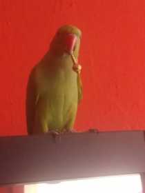 Lost Indian Ringneck Parakeet