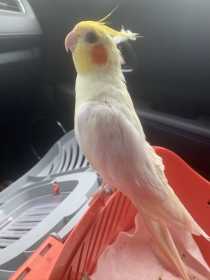 Lost Cockatiel