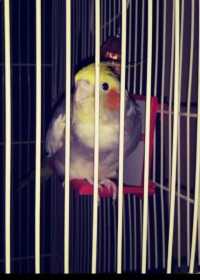 Lost Cockatiel