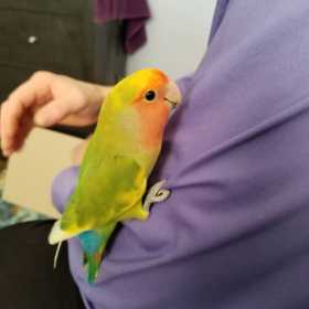 Lost Lovebird