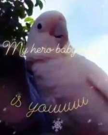 Lost Cockatoo