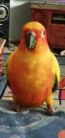 Lost Conure