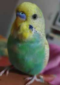 Lost Budgerigar