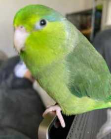 Lost Parrotlet