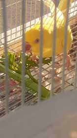 Lost African Ringneck Parakeet