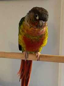 Lost Conure