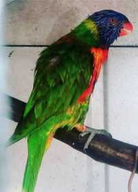 Lost Lory / Lorikeet