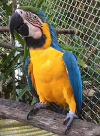 Lost Macaw