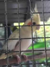 Lost Cockatiel