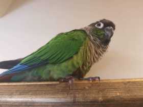 Lost Conure