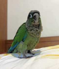 Lost Conure