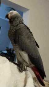 Lost African Grey