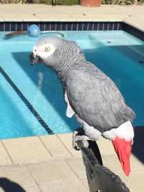 Lost African Grey