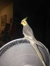 Lost Cockatiel