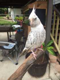 Lost Cockatiel