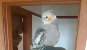 Lost Cockatiel