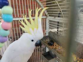 Lost Cockatoo