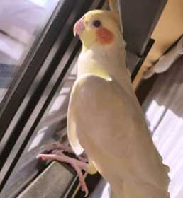 Lost Cockatiel