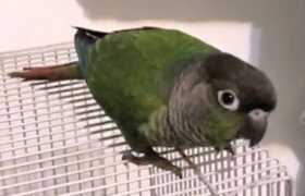 Lost Conure