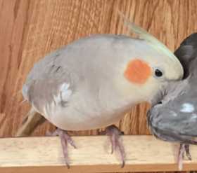 Lost Cockatiel